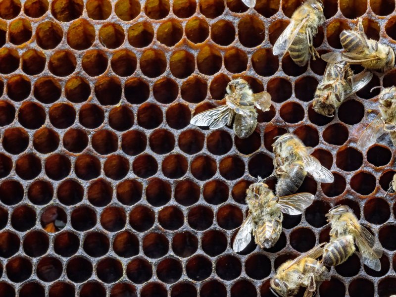 Tote Bienen auf Waben.