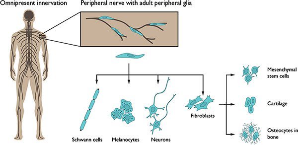 Gliazellen im menschlichen Körper