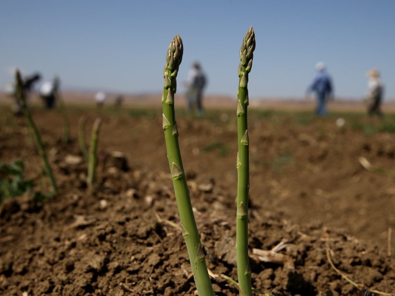 Grüner Spargel auf dem Feld