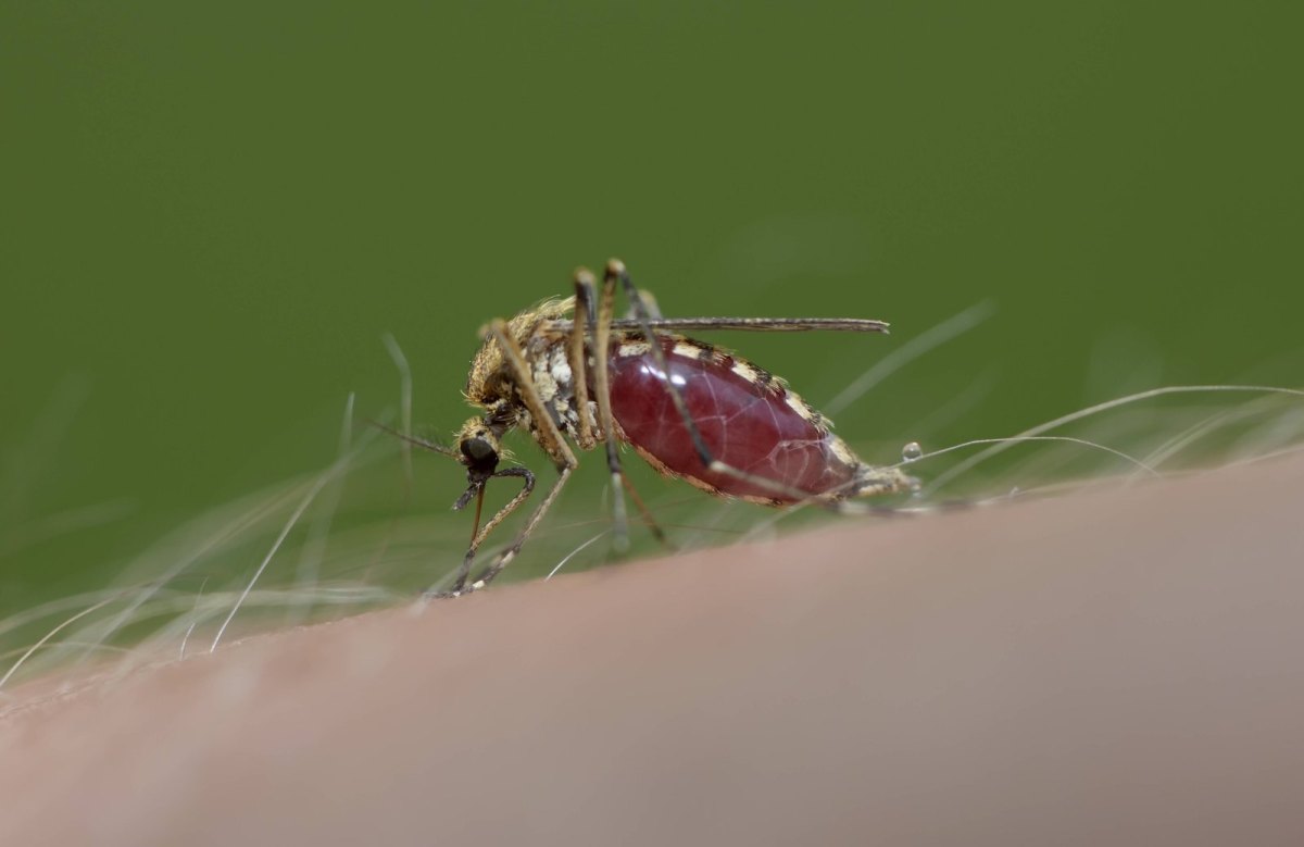 Als wirksamster Schutz vor Mücken gelten aber immer Duftstoffe und abweisende Kleidung.