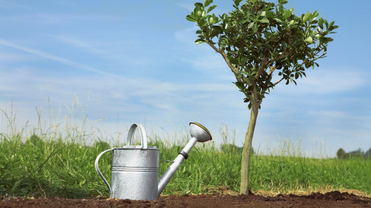 Baum und Gießkanne.