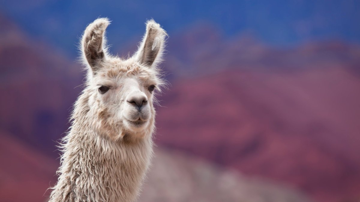 Lama