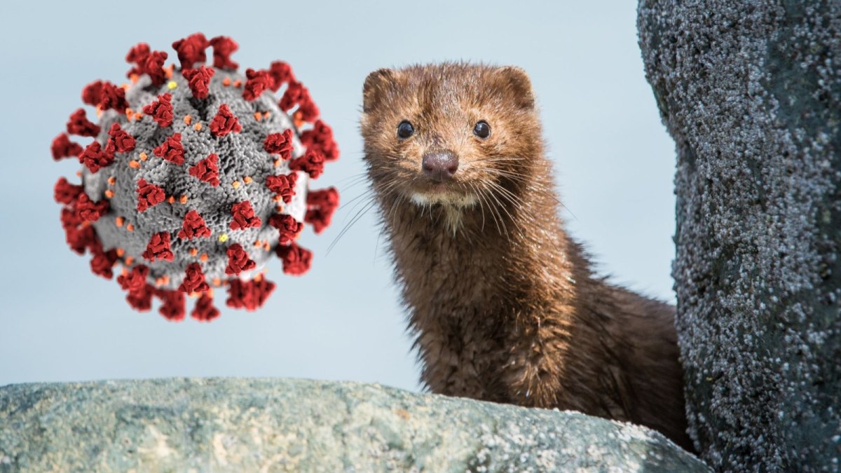 Nerz und ein Coronavirus