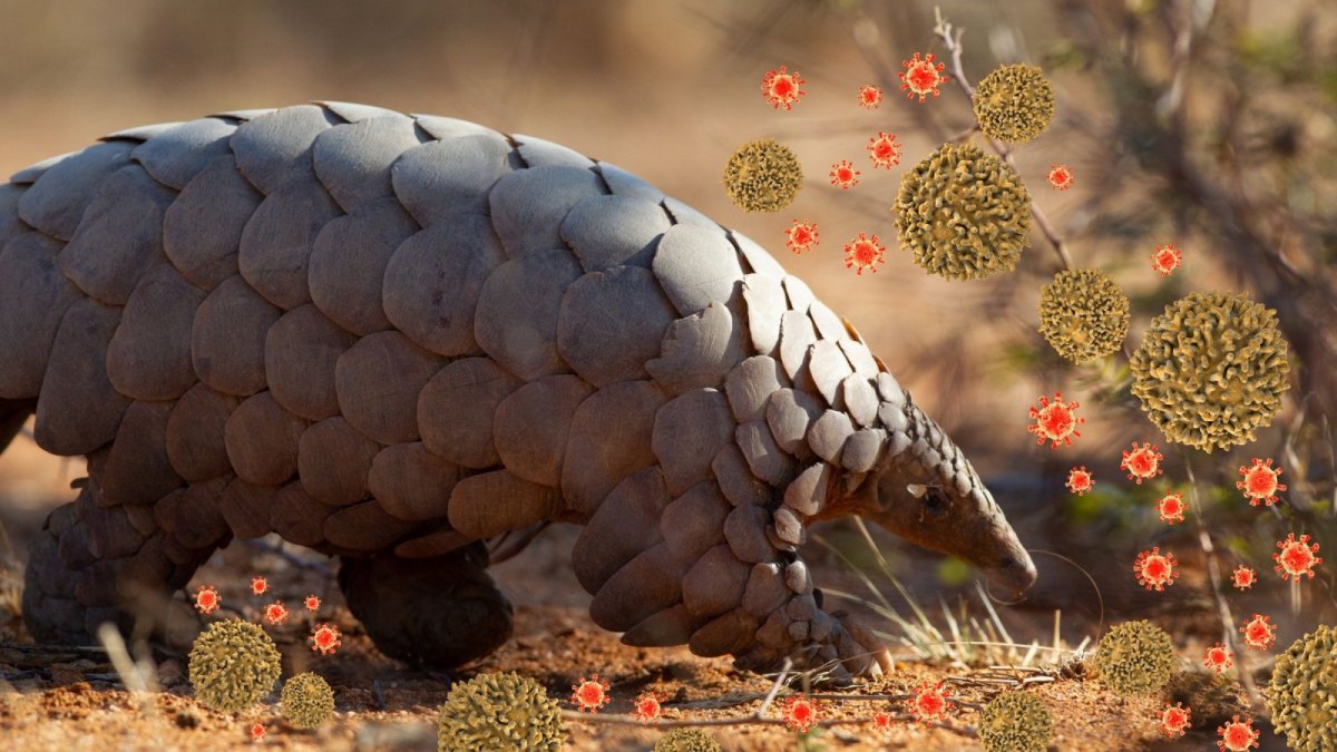 Pangolin zwischen Coronaviren