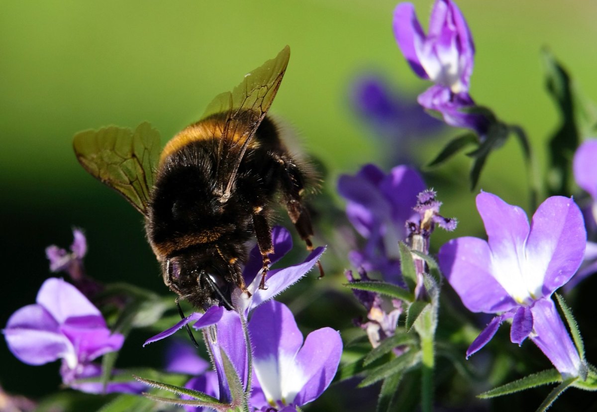 Eine Hummel auf einer Blüte.