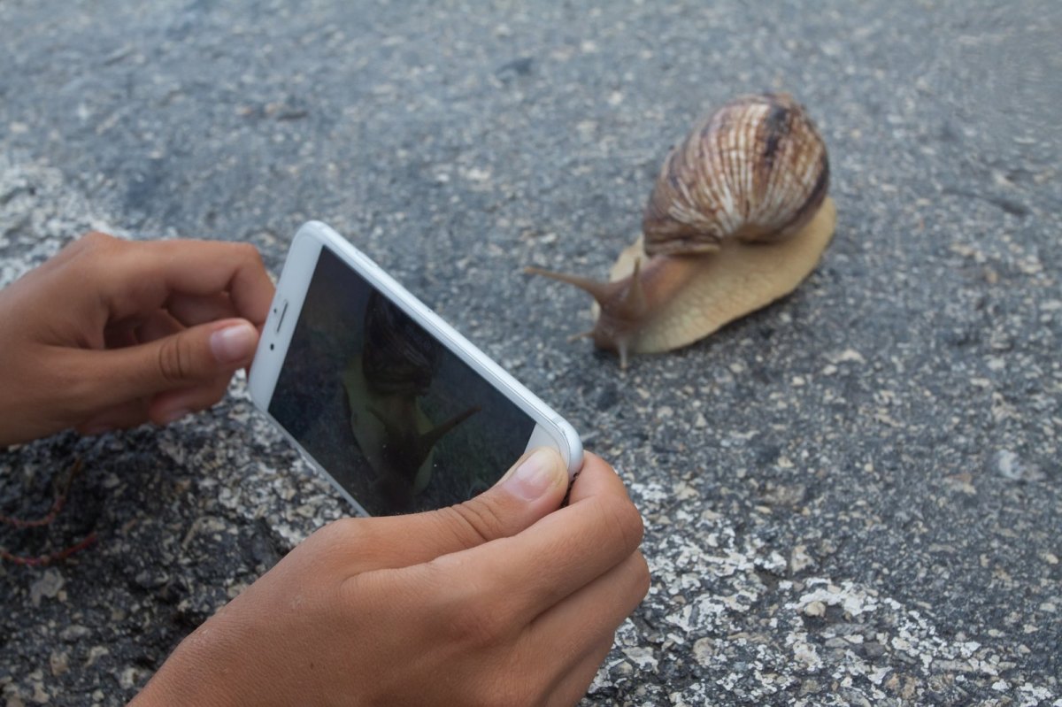 Handy mit Schnecke.