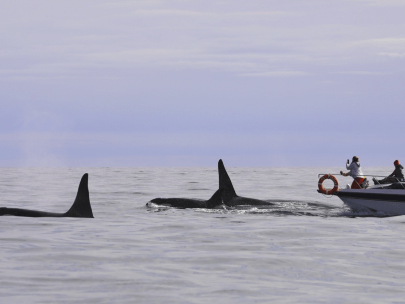 Orca-Gruppe im Meer