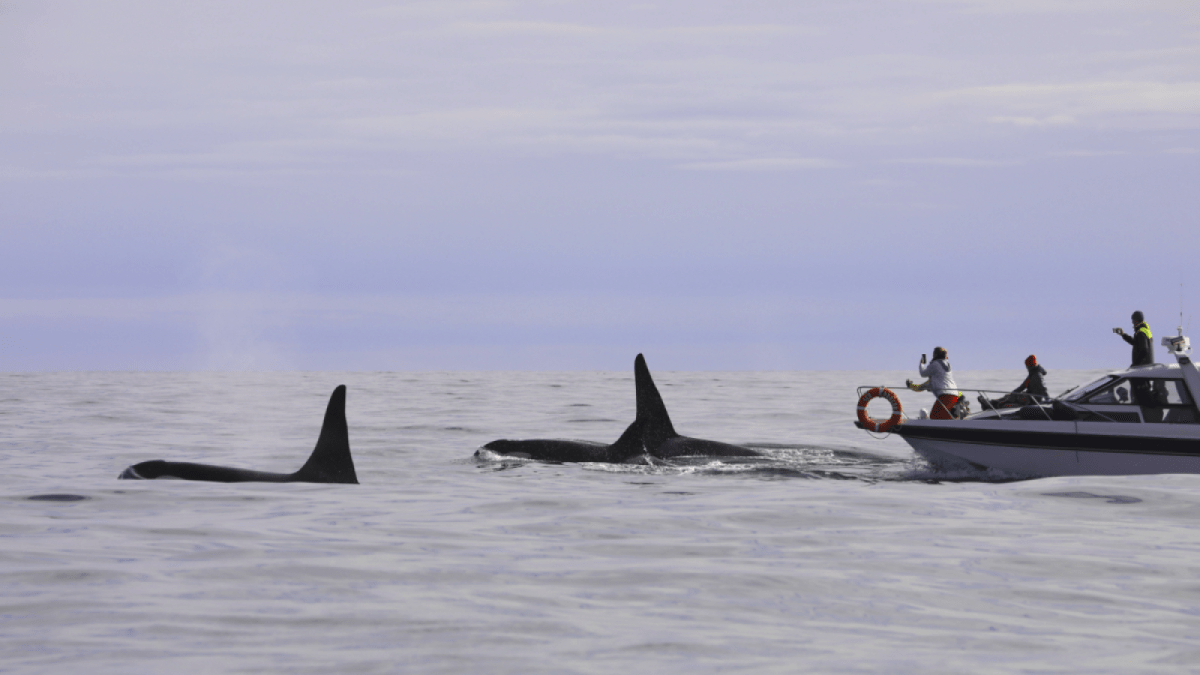 Orca-Gruppe im Meer