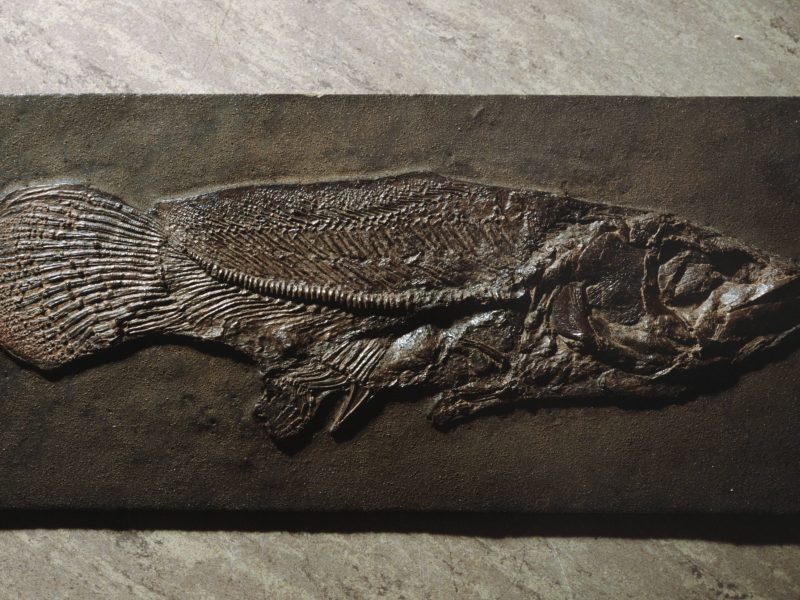 Ausgestelltes Fossil