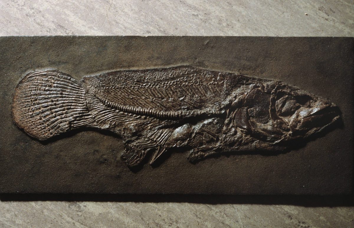 Ausgestelltes Fossil