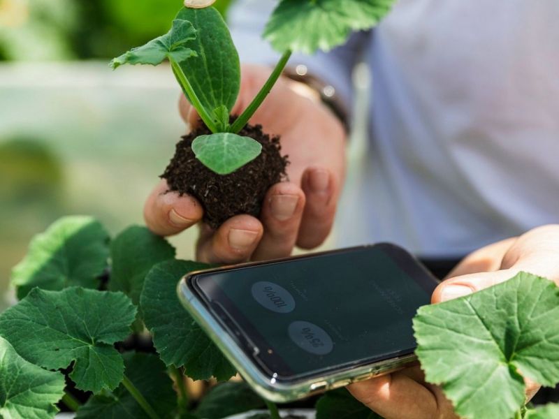 Smartphone im Garten