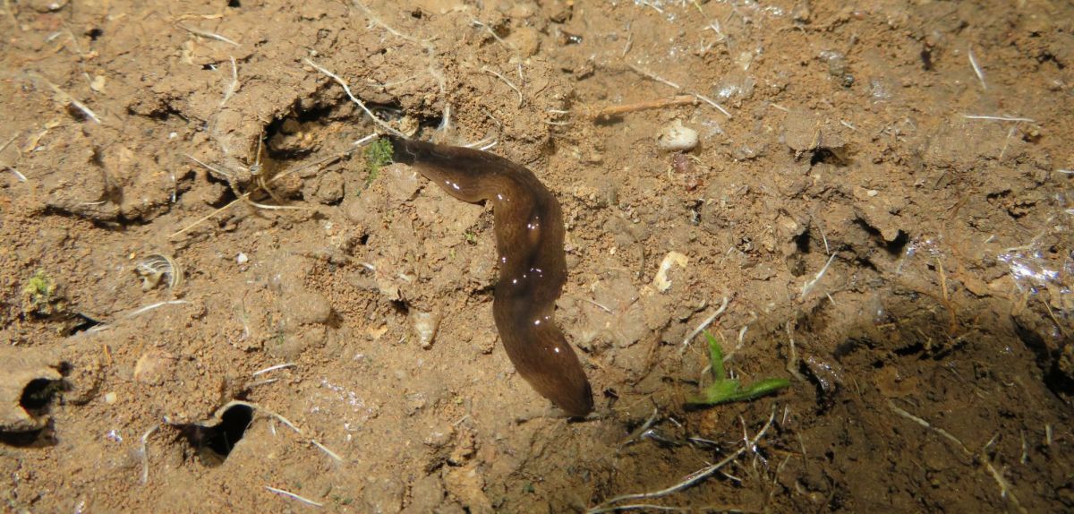 Obama Nungara Wurm auf Sand