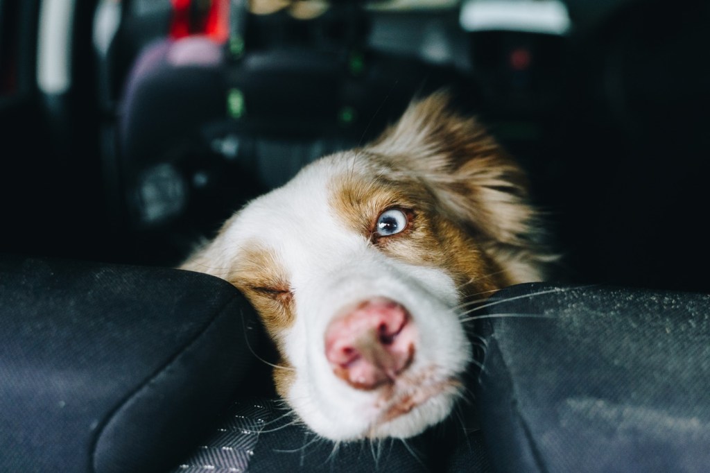 Hund im Auto