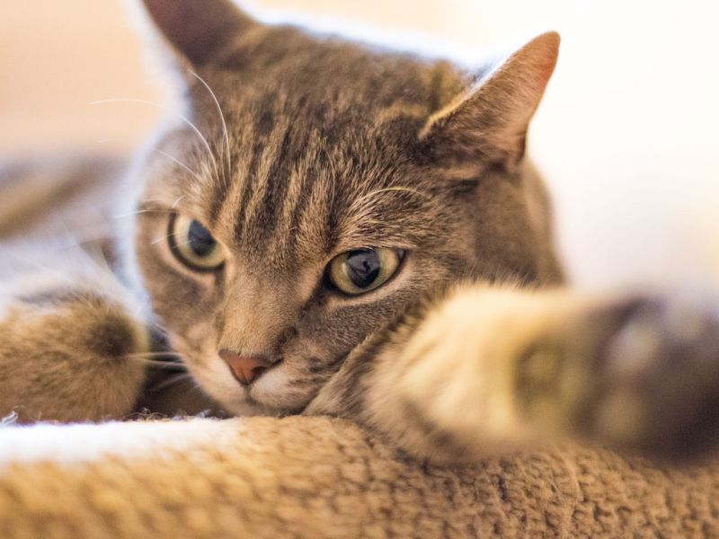 Katze mit ausgestreckter Pfote.