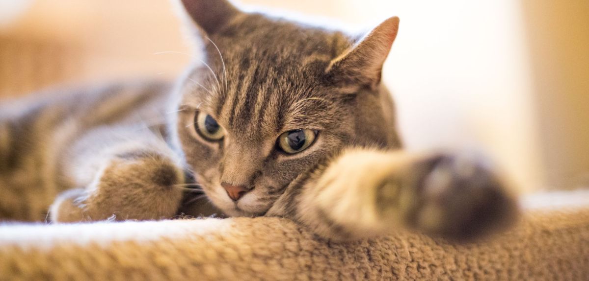 Katze mit ausgestreckter Pfote.