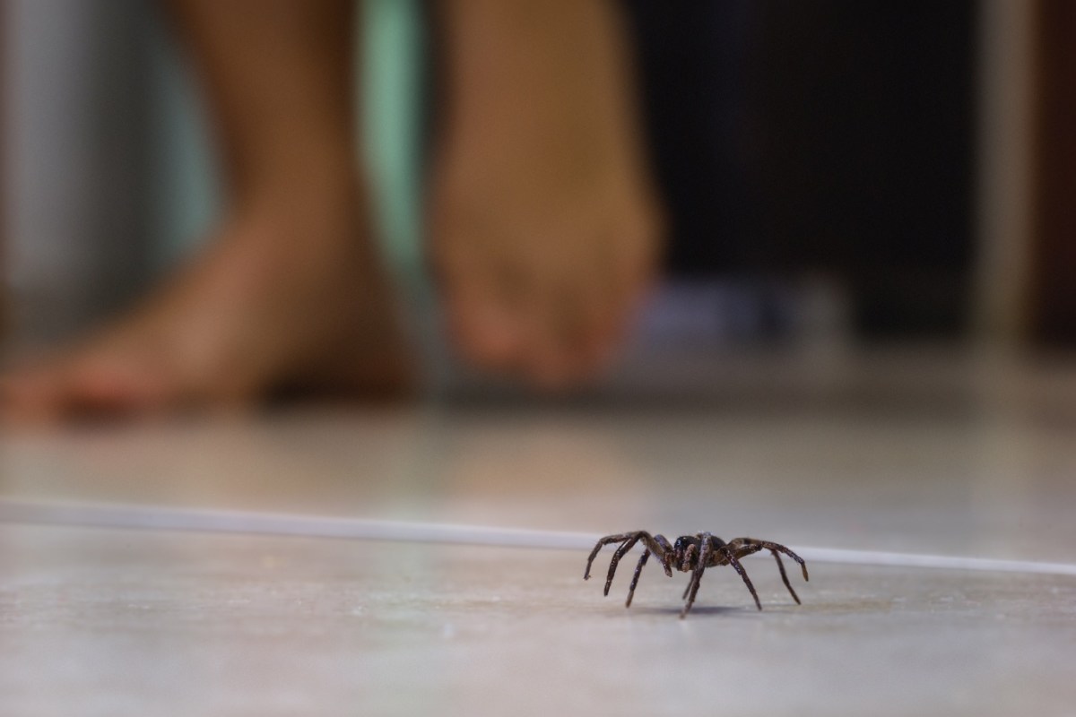 Spinne läuft über den Boden