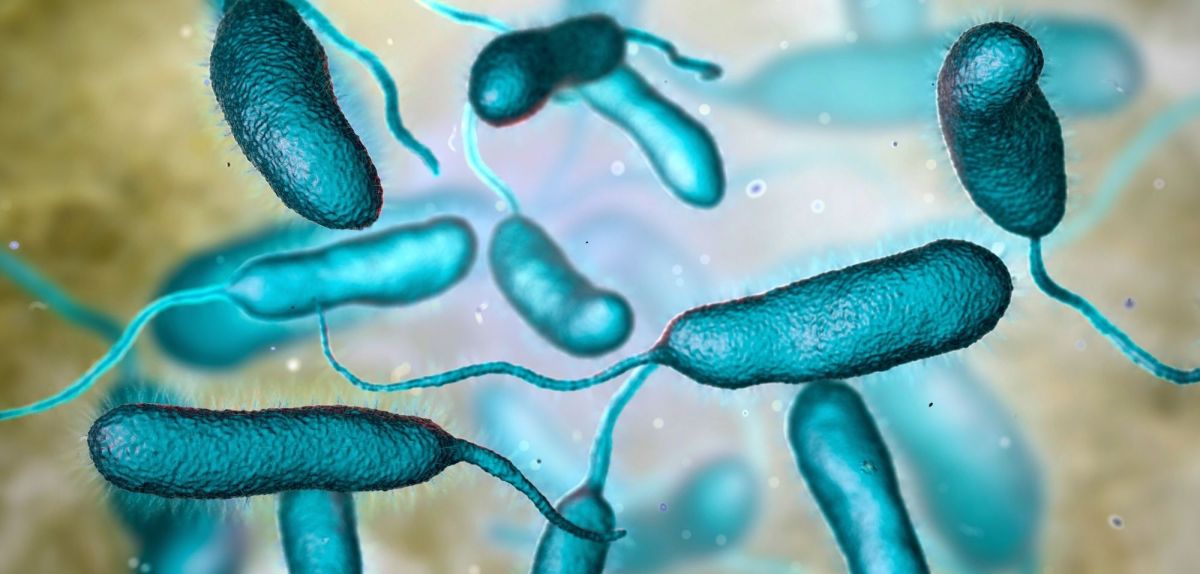 Grafische Darstellung des Bakteriums Vibrio vulnificus.