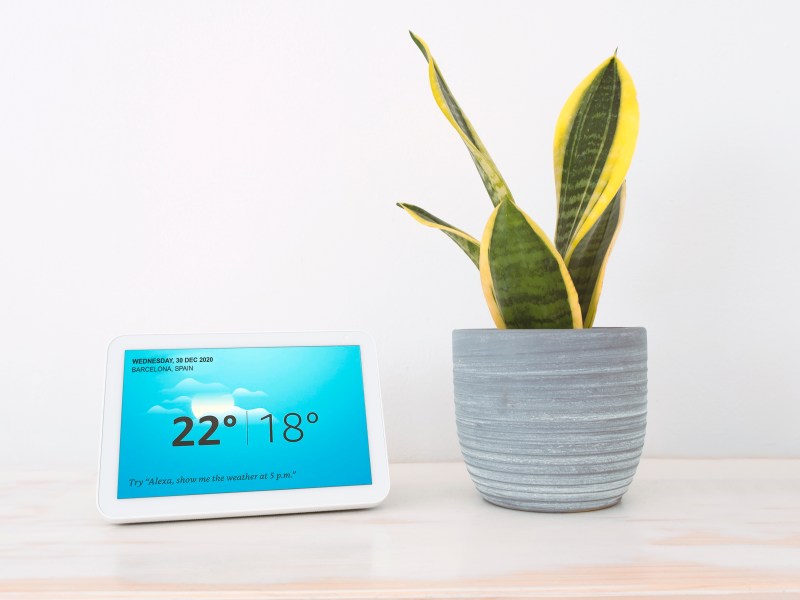 Echo Show Gerät neben Zimmerpflanze