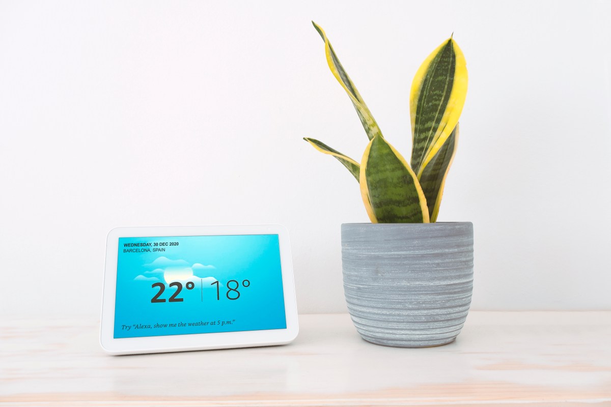 Echo Show Gerät neben Zimmerpflanze