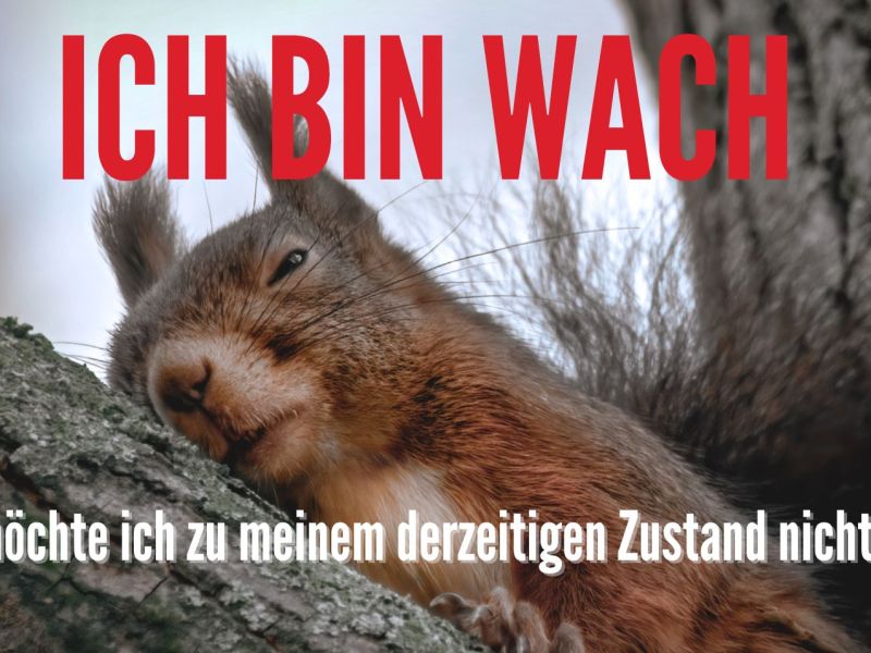 Eichhörnchen und WhatsApp Spruch für Morgenmuffel