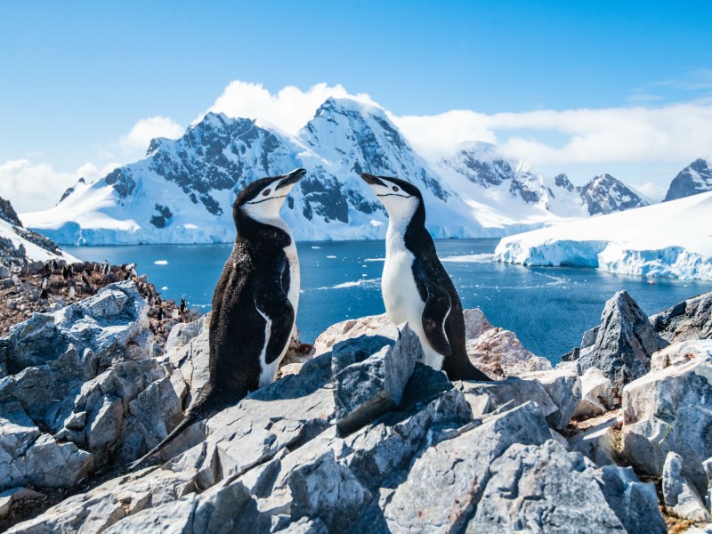 Zwei Pinguine auf einem Felsen