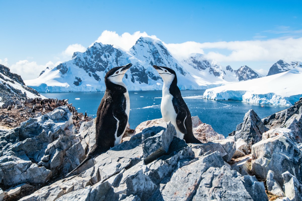 Zwei Pinguine auf einem Felsen