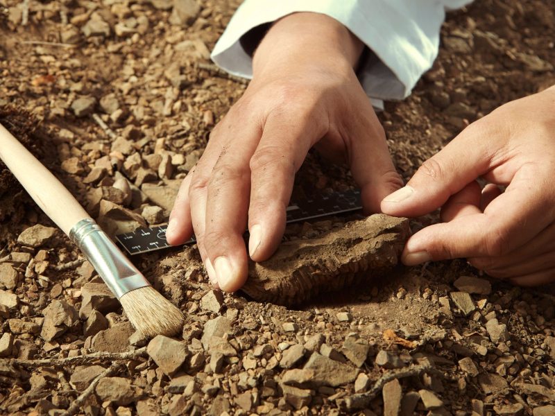 Mann hebt archÃ¤ologischen Fund aus dem Boden.