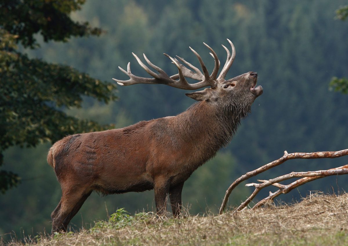 Ein Hirsch röhrt im Wald.