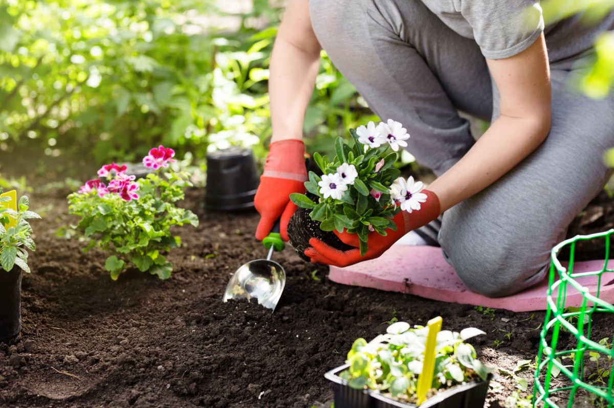 Frau sitzt im Beet und macht Gartenarbeit.