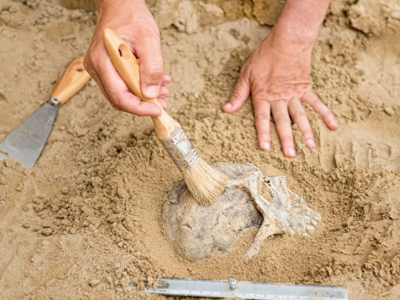 ArchÃ¤ologe grÃ¤bt den SchÃ¤del eines Skeletts aus.