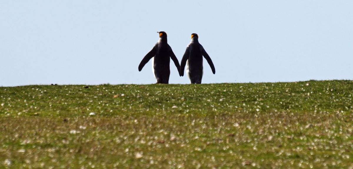 Pinguine in grÃ¼ner Antarktis.