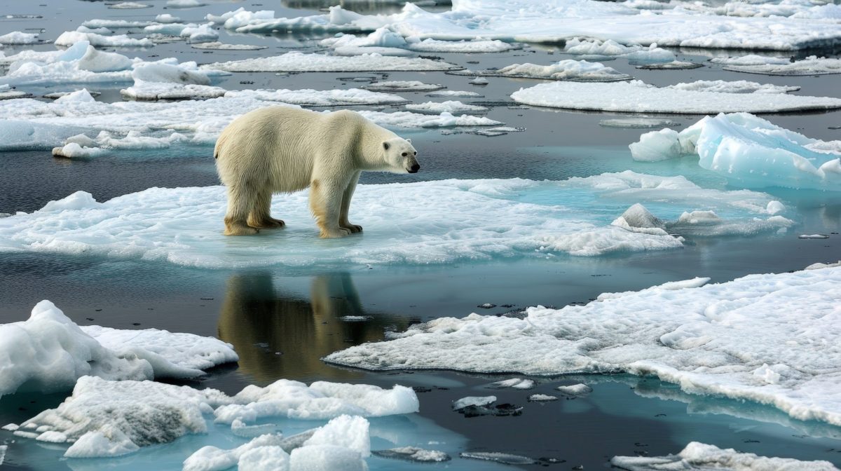 EisbÃ¤r steht auf einer Eisscholle im arktischen Ozean.