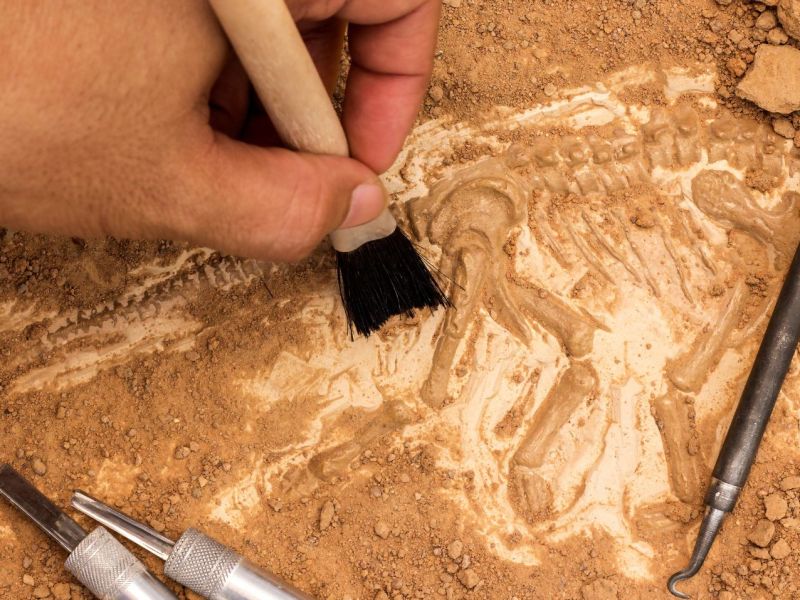 Archäologischer Fund wird untersucht.